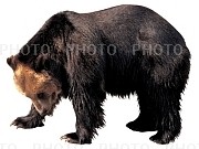 85037