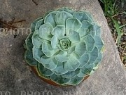 426876