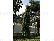 431374