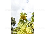 2543322